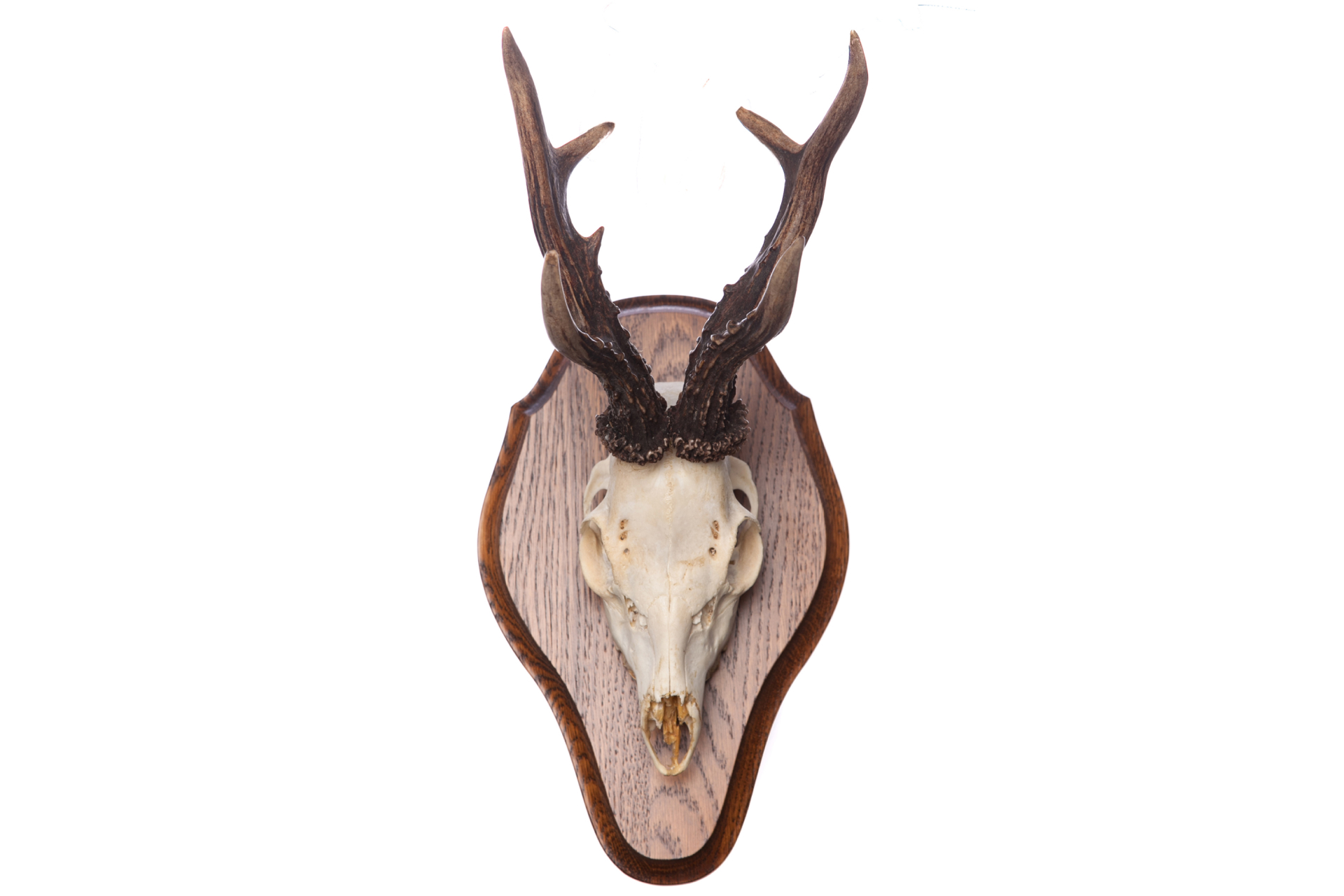 Mounting plaque Deer III